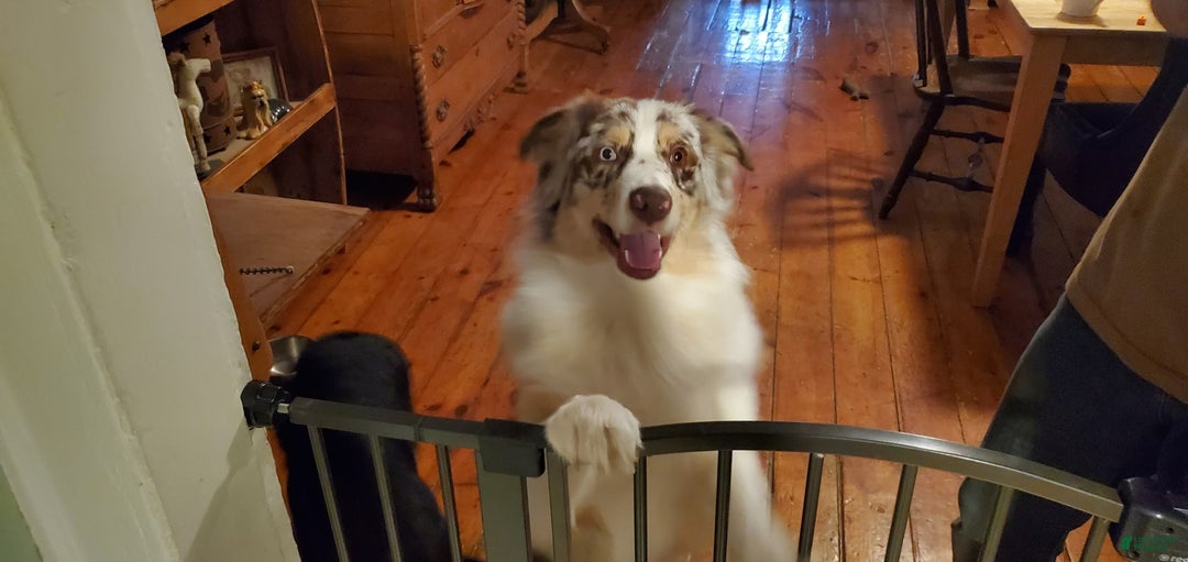 Australian Shepherd dogs for sale: Red And White Female - Image 7