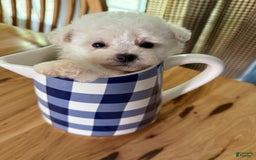 Bichon Frise dogs for sale: Little Princess - Listing for pets: Little Princess, Prince - Image 10