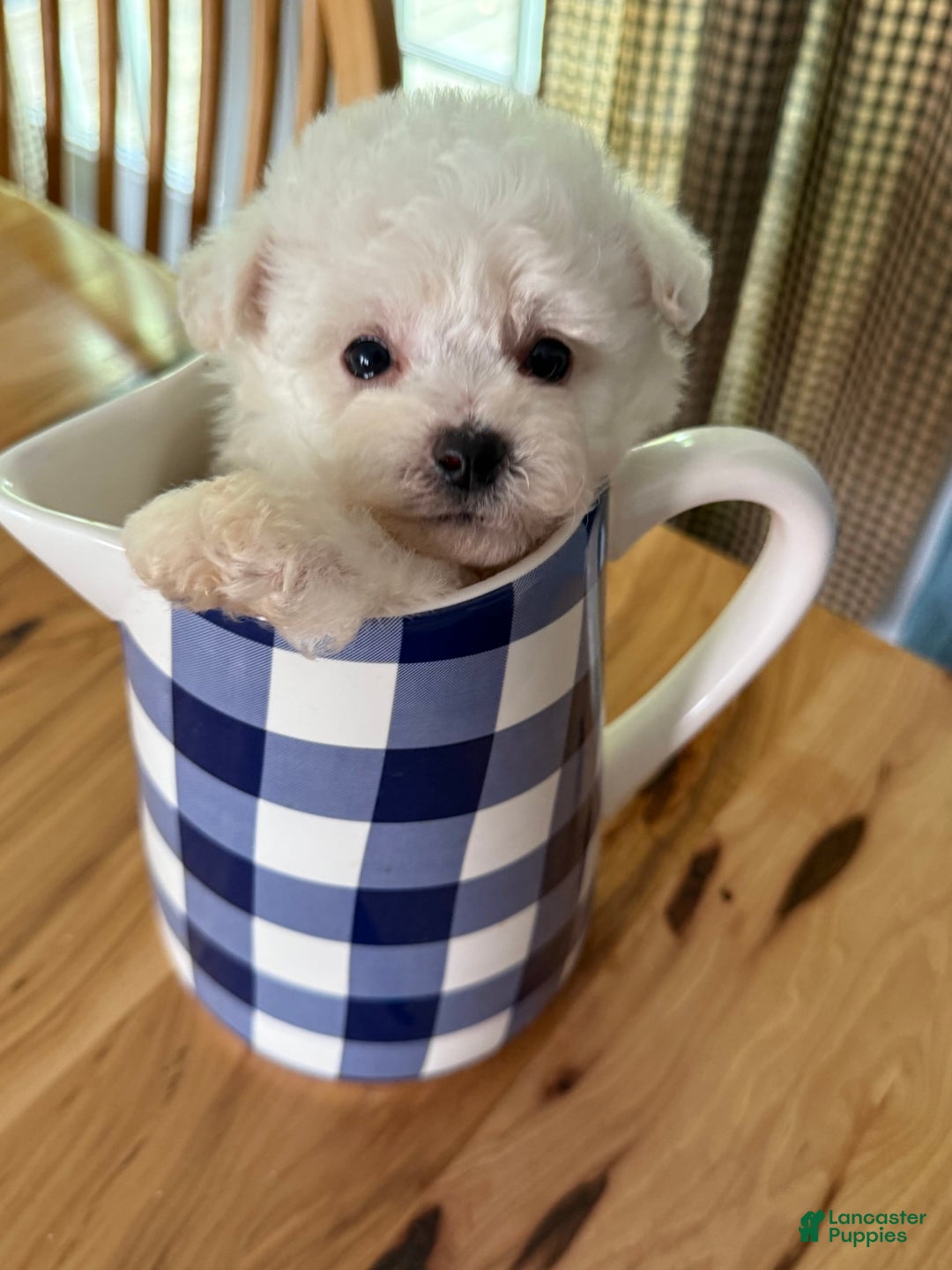 Bichon Frise dogs for sale: Little Princess - Listing for pets: Little Princess, Prince - Image 10