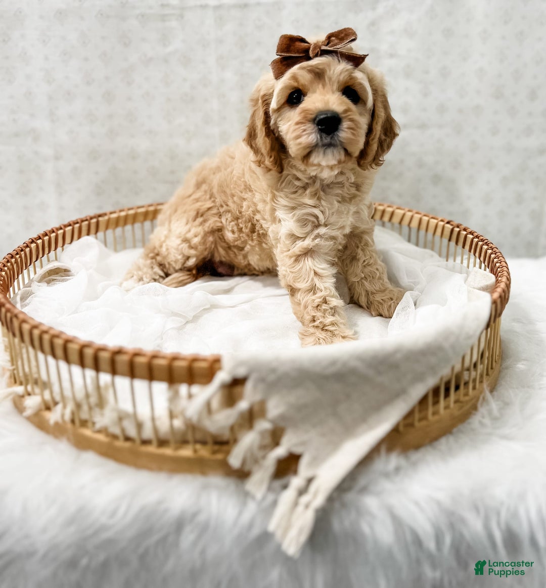 Cavapoo dogs for sale: Jackie - Image 2