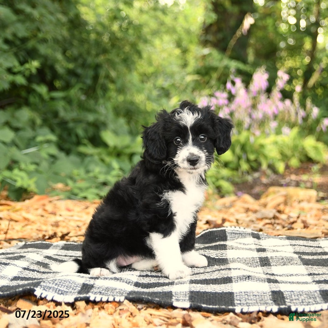 Mini Aussiedoodle dogs for sale: Haven - Image 2