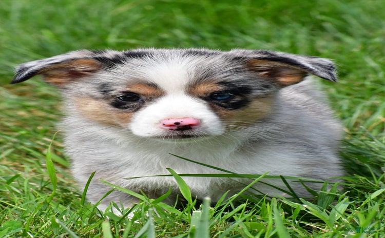 Australian Shepherd dogs for sale - Ad 5
