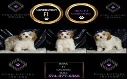 Cavapoo dogs for sale: Boink - Image 5
