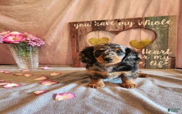 Miniature Dachshund dogs for sale: Delilah - Image 5