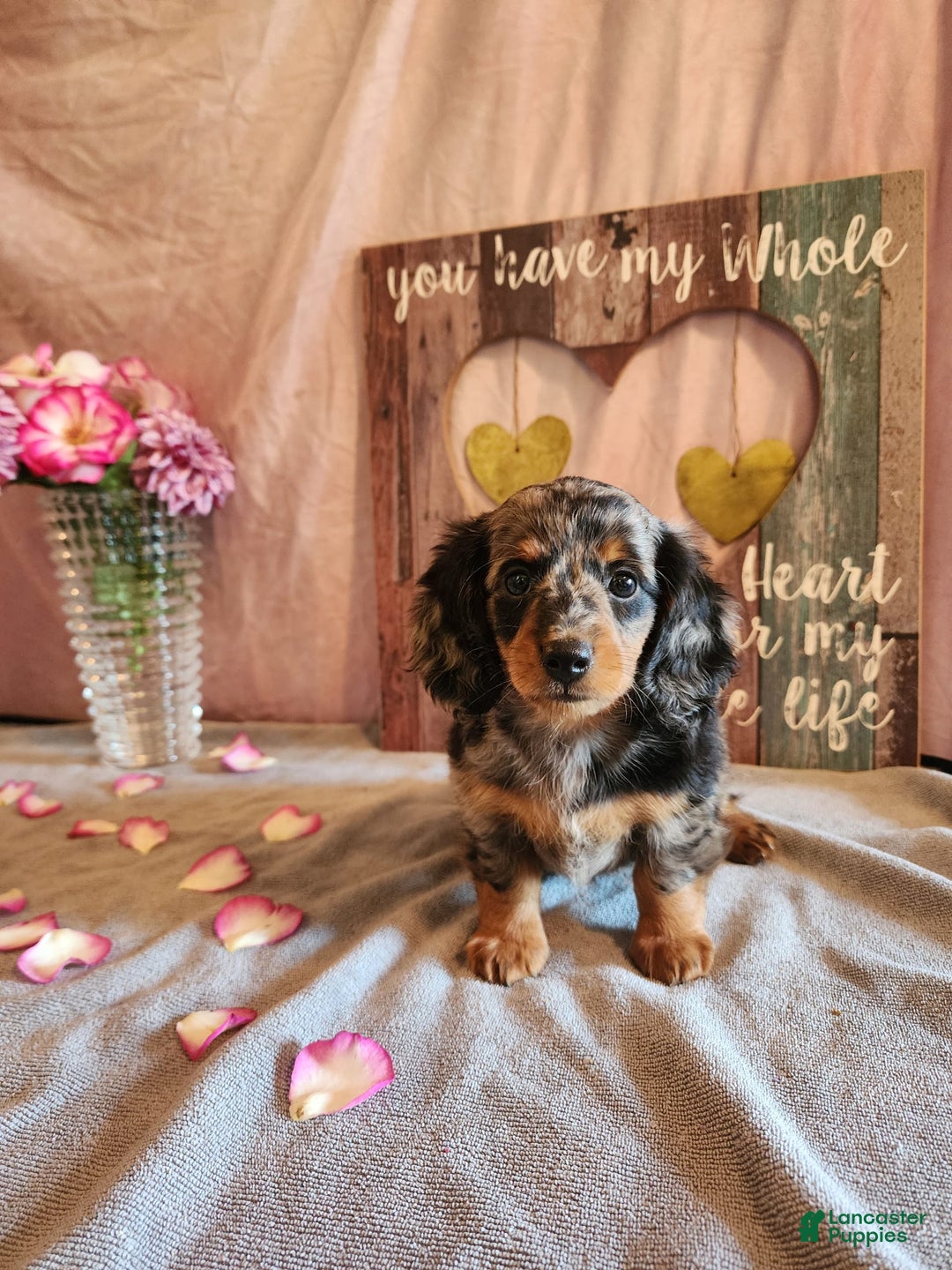 Miniature Dachshund dogs for sale: Delilah - Image 5