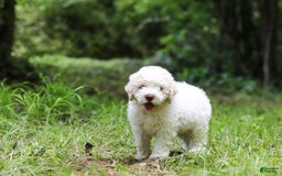 Lagotto Romagnolo dogs for sale: Fabio - Image 5
