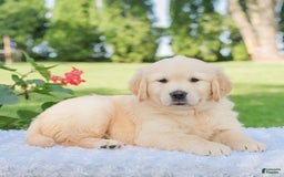 Golden Retriever dogs for sale: Mia - Image 3