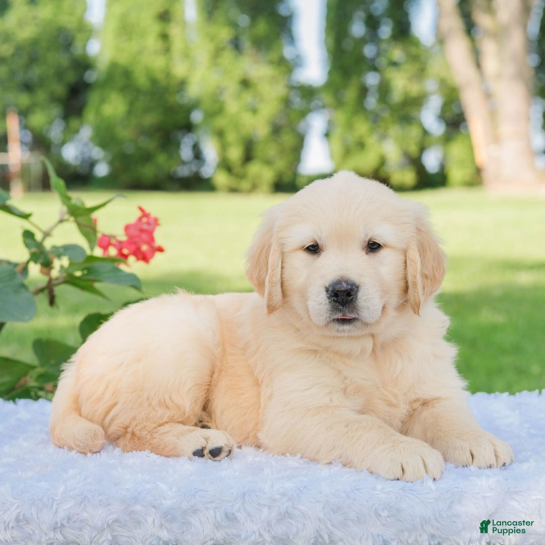 Golden Retriever dogs for sale: Mia - Image 3