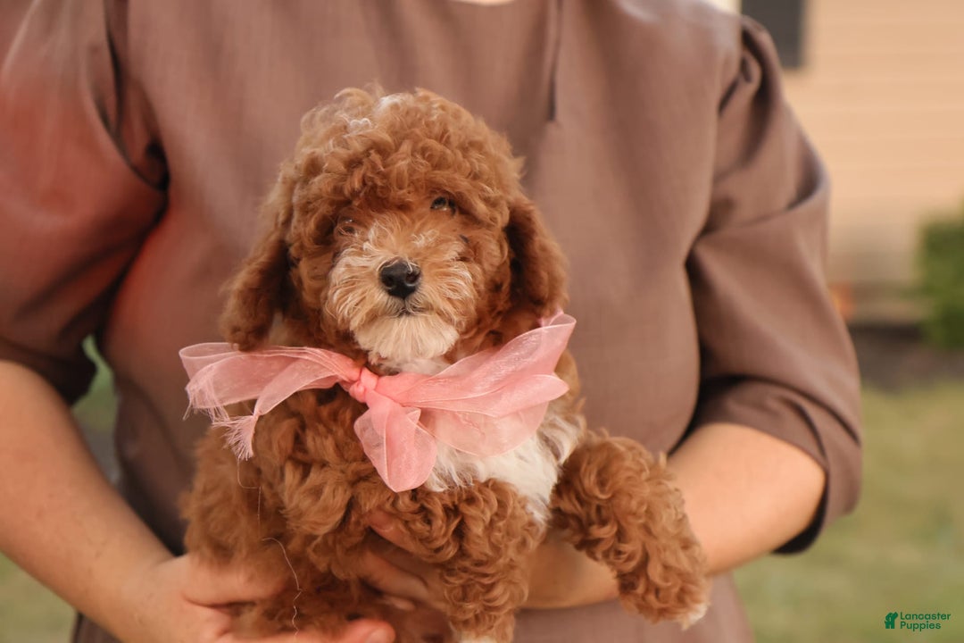 Toy Poodle dogs for sale: Skittles - Image 9