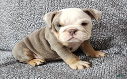 English Bulldog dogs for sale: Carson - Image 1