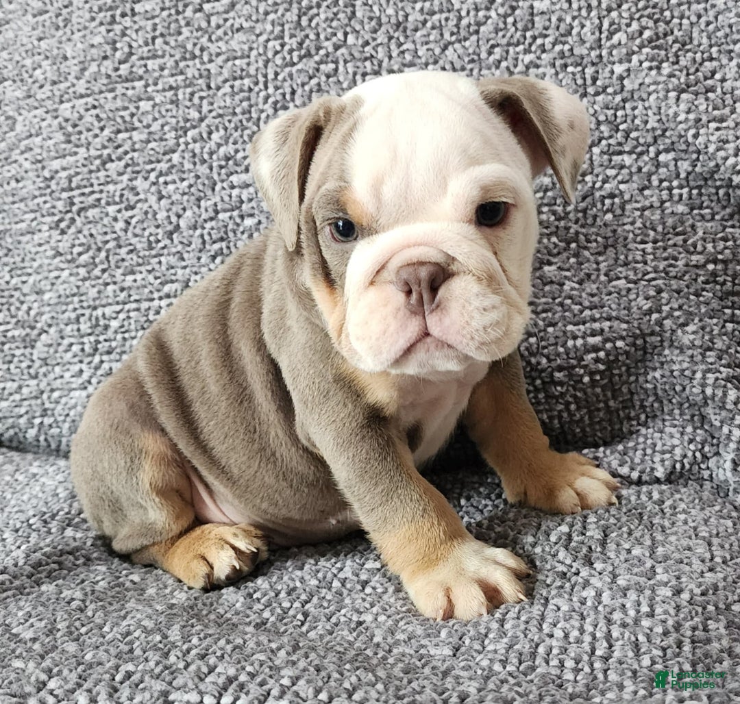 English Bulldog dogs for sale: Carson - Image 1
