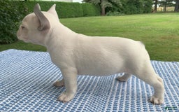 French Bulldog dogs for sale: Princess White - Image 4