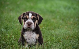 Beabull dogs for sale: Aspen - Image 4