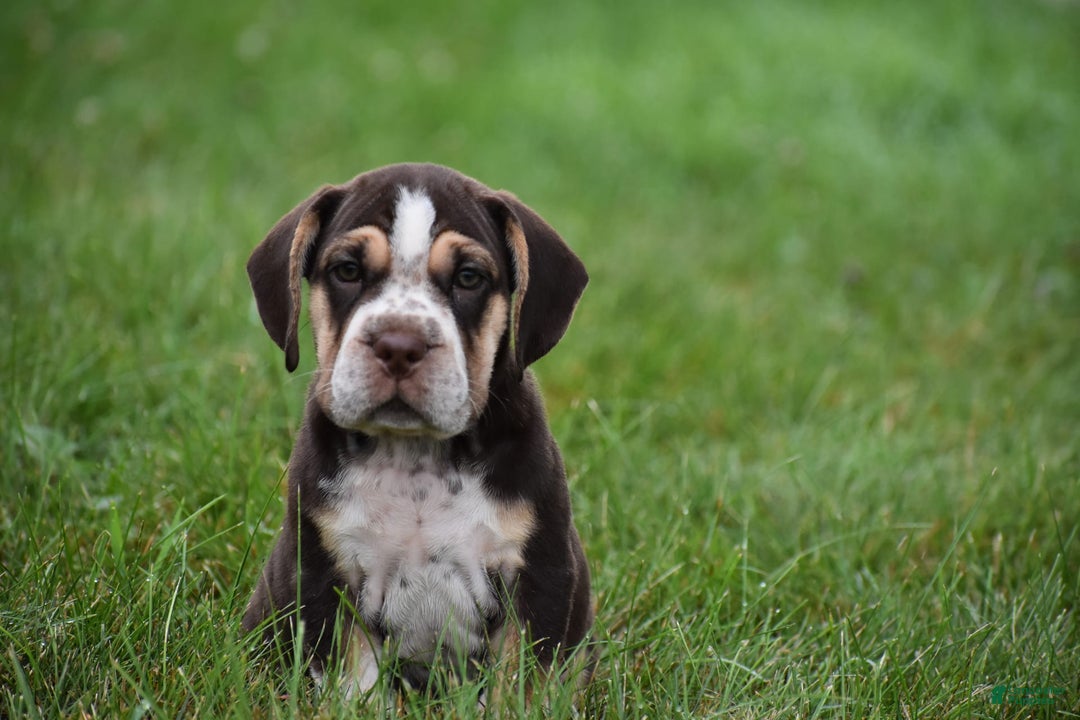 Beabull dogs for sale: Aspen - Image 4