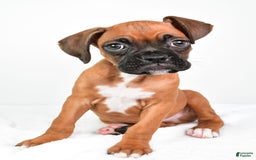 Boxer dogs for sale: Draco - Image 6