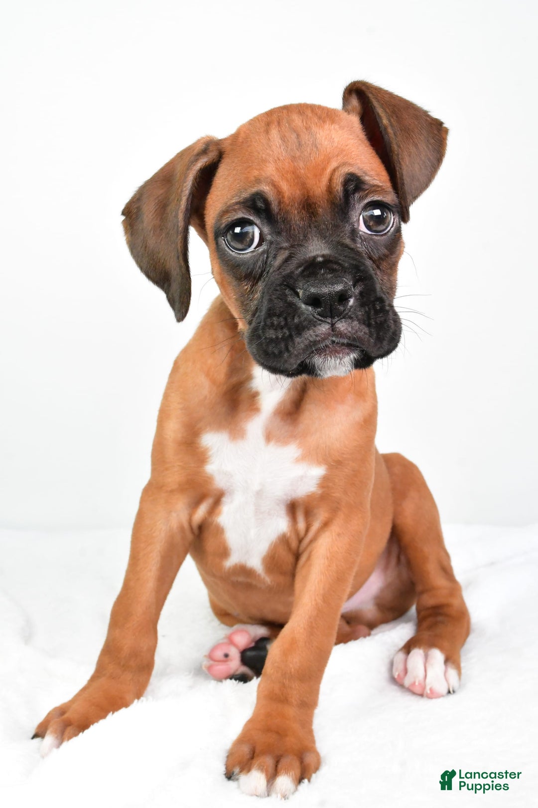 Boxer dogs for sale: Draco - Image 6