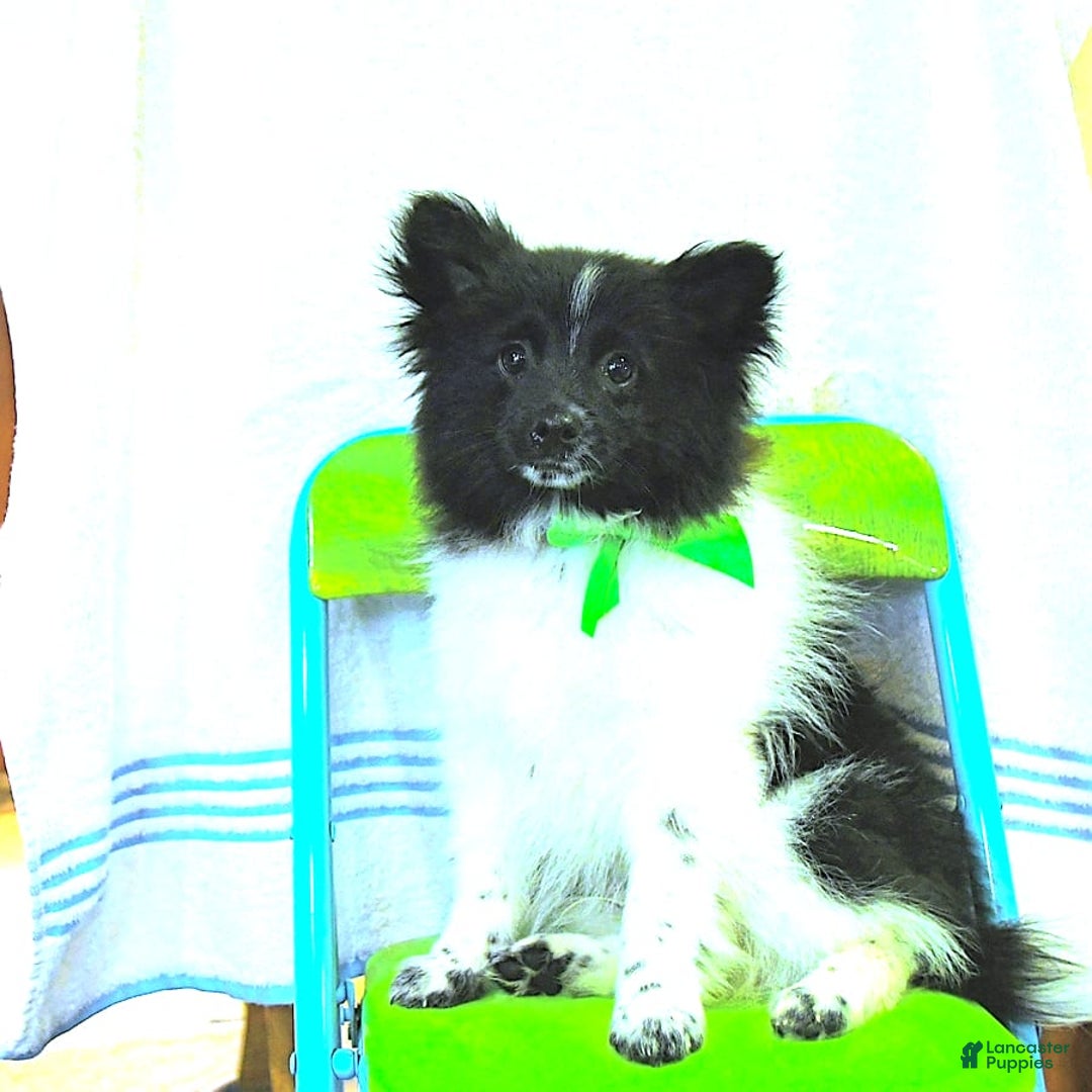 Pomeranian dogs for sale: Cody - Image 8