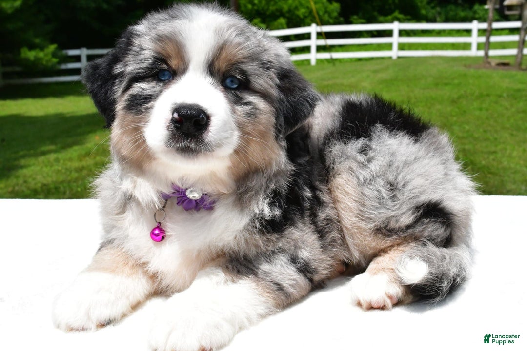 Miniature Australian Shepherd dogs for sale: Jewel - Image 6