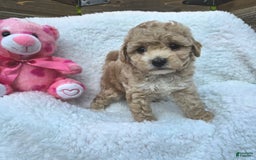 Toy Poodle dogs for sale: Sugar - Image 3