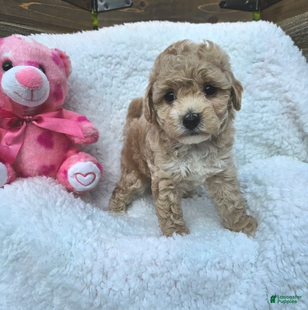 Toy Poodle dogs for sale: Sugar - Image 3