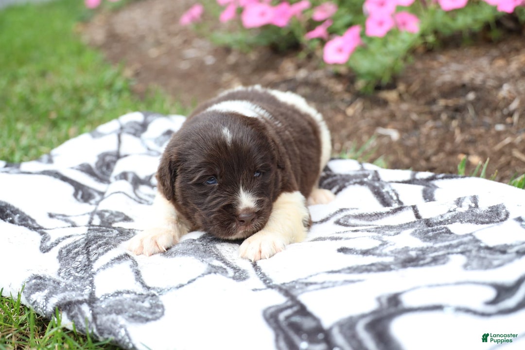 Newfoundland dogs for sale: Maple - Image 5
