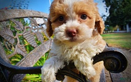 Havapoo dogs for sale: Jinga - Image 21