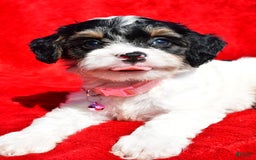 Cavapoo dogs for sale: Bridget - Image 5