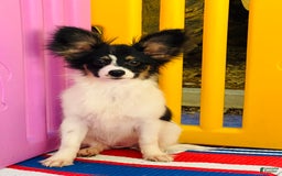 Papillon dogs for sale: Ch. Olimpia X Wilder - Image 1
