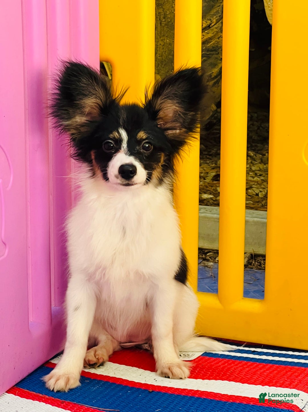 Papillon dogs for sale: Ch. Olimpia X Wilder - Image 1