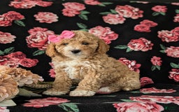  dogs for sale: Mini Goldendoodle 7 puppies - Image 1