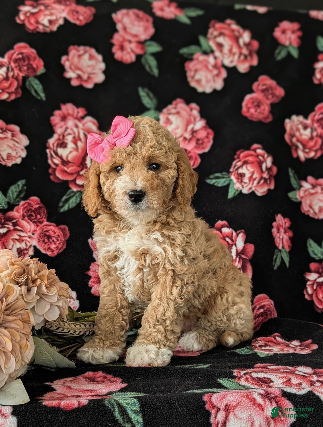  dogs for sale: Mini Goldendoodle 7 puppies - Image 1