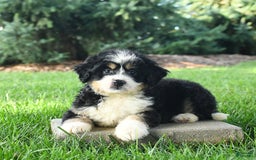 Mini Bernedoodle dogs for sale: Penny - Image 7