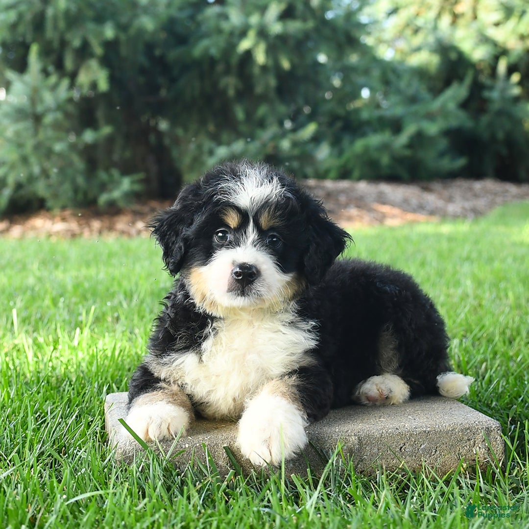 Mini Bernedoodle dogs for sale: Penny - Image 7