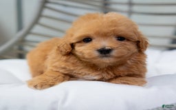 Maltipoo dogs for sale: Vera - Image 5