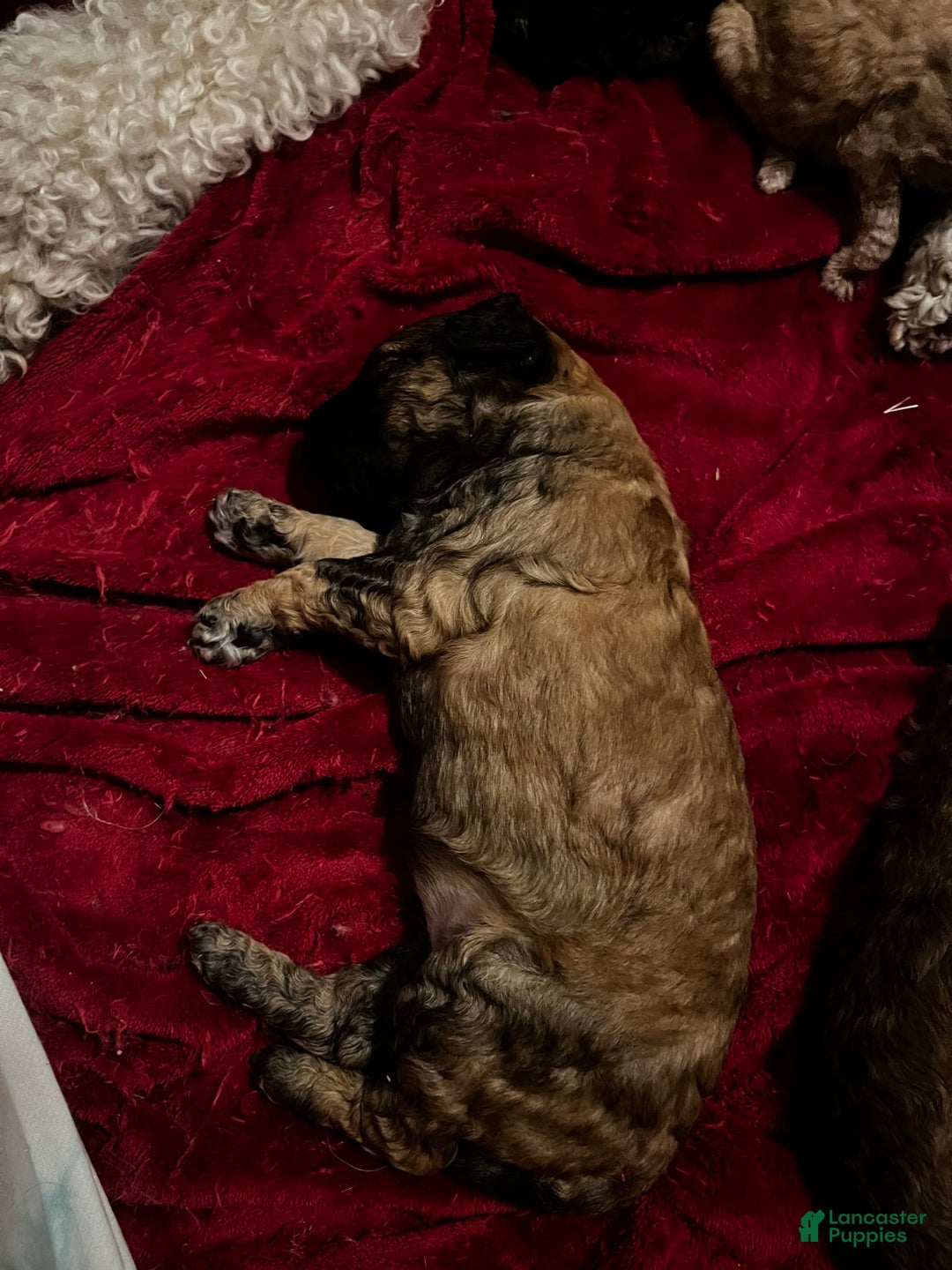Standard Poodle dogs for sale: Mia - Image 5
