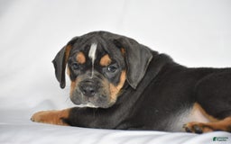 Beabull dogs for sale: Duke - Image 7