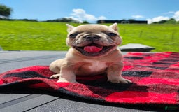 French Bulldog dogs for sale: Stella - Image 1