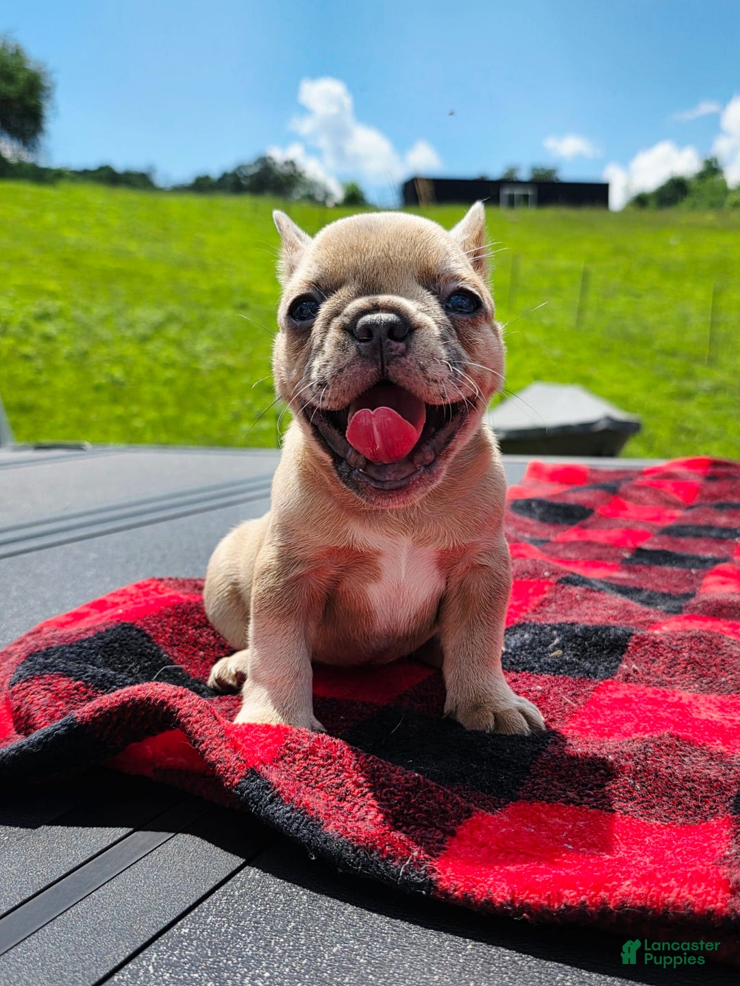 French Bulldog dogs for sale: Stella - Image 1