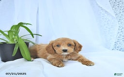 Cavapoo dogs for sale: Rhett - Image 2