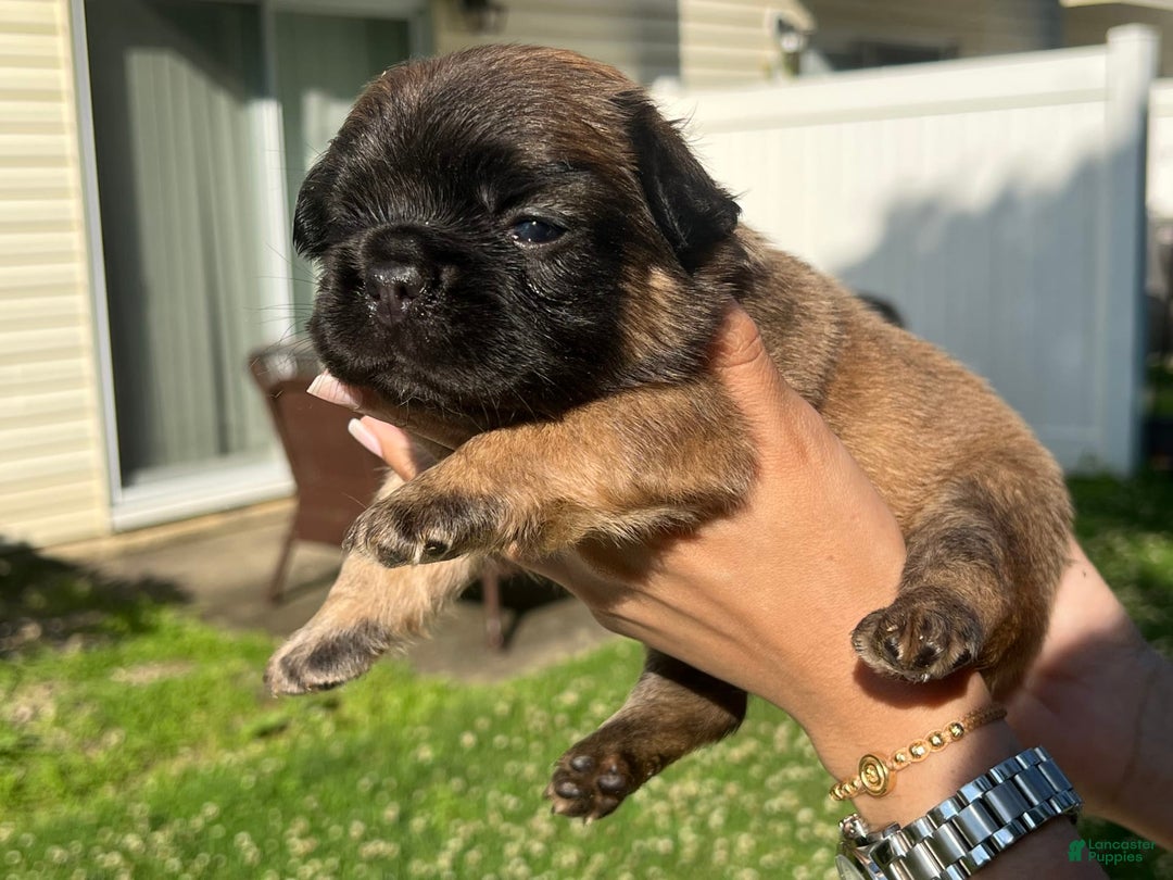 French Bulldog dogs for sale: Snickers The Fluffy - Image 3