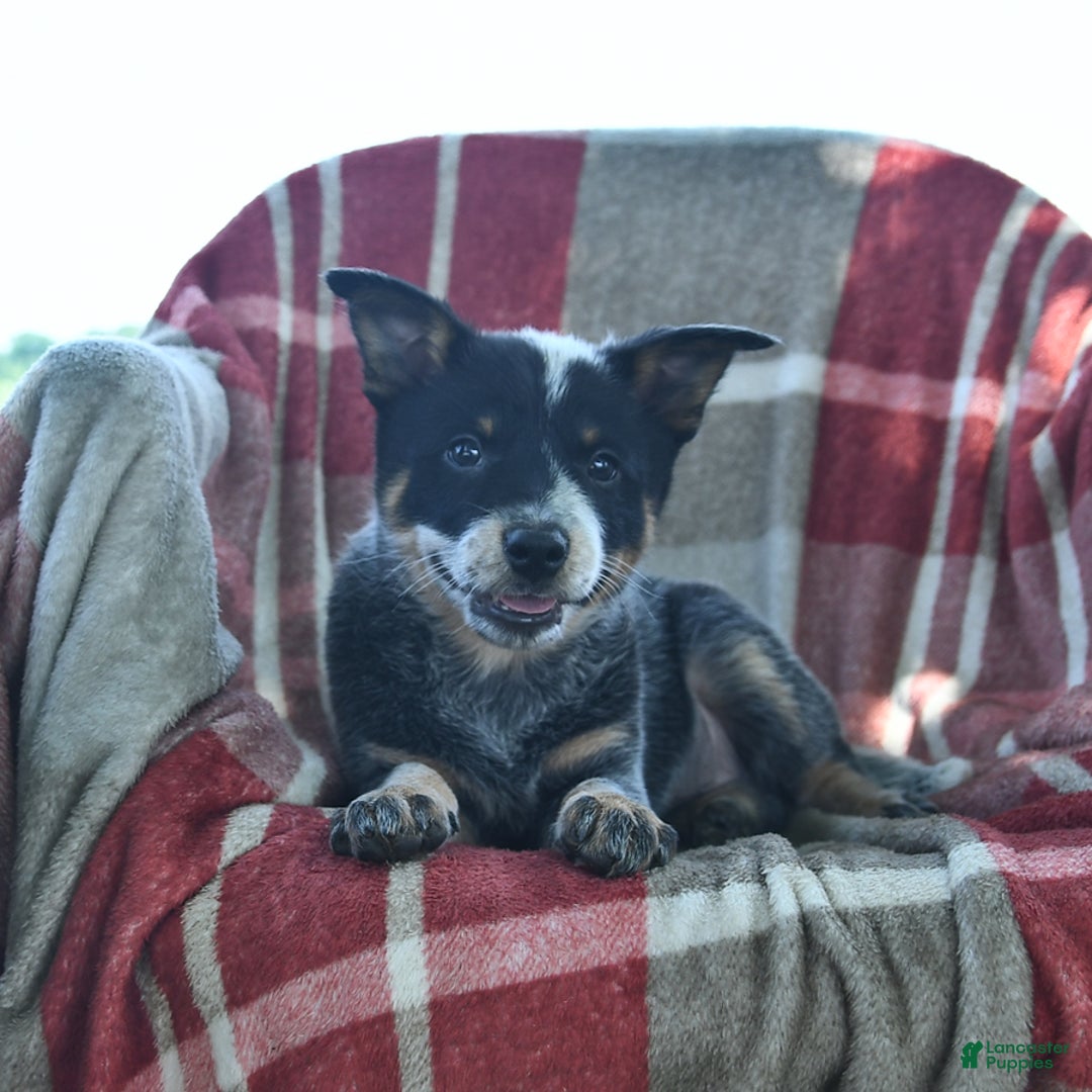 Australian Cattle Dog dogs for sale: Pearl - Image 2