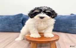 Mini Bernedoodle dogs for sale: Diva - Image 2