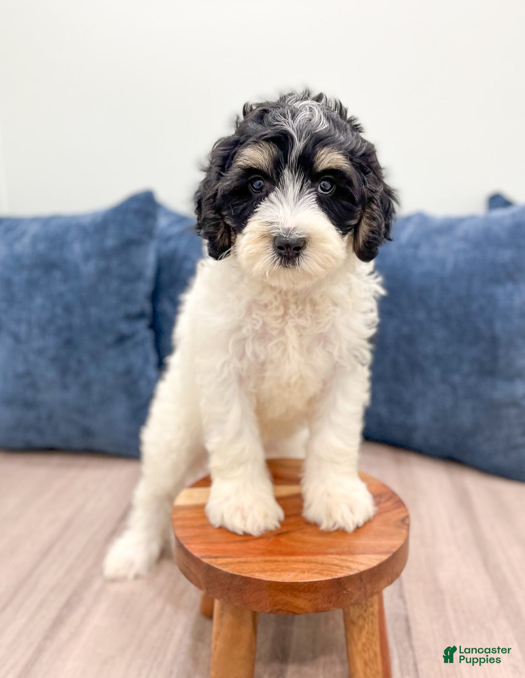 Mini Bernedoodle dogs for sale: Diva - Image 2