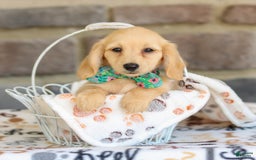 Miniature Dachshund dogs for sale: Trudy - Image 1