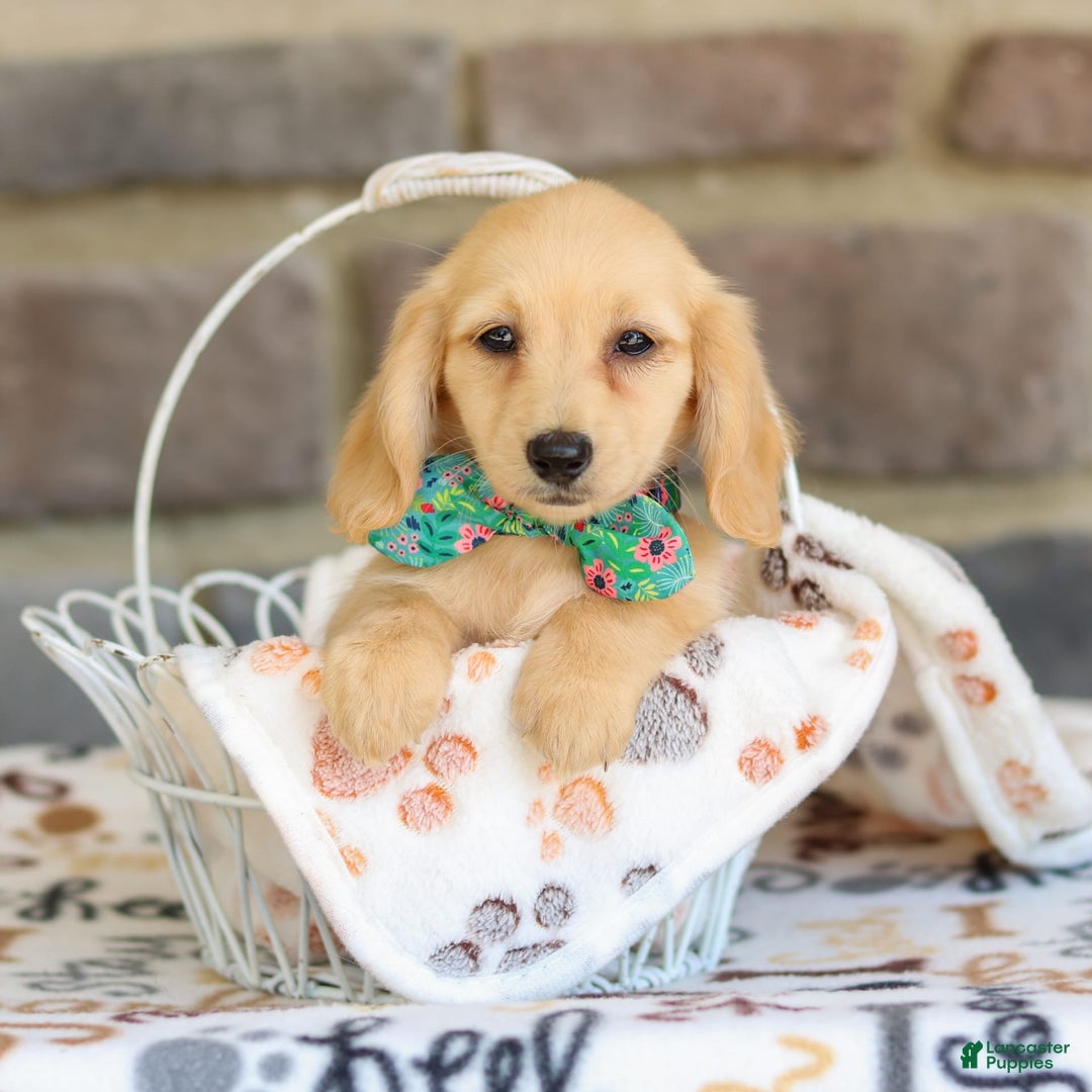 Miniature Dachshund dogs for sale: Trudy - Image 1