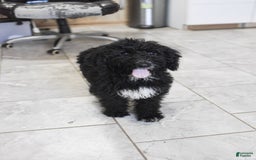 Goldendoodle dogs for sale: Paisley - Image 1
