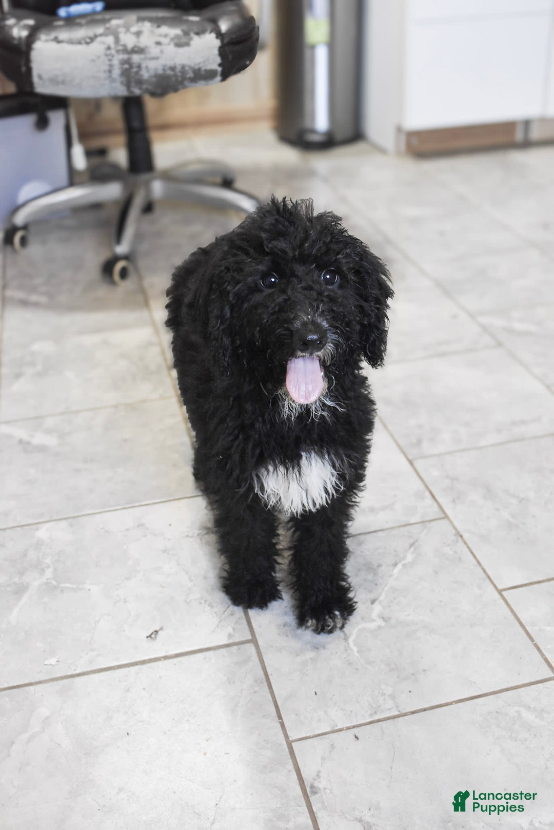 Goldendoodle dogs for sale: Paisley - Image 1