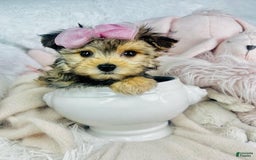 Morkie dogs for sale: Amal - Image 1