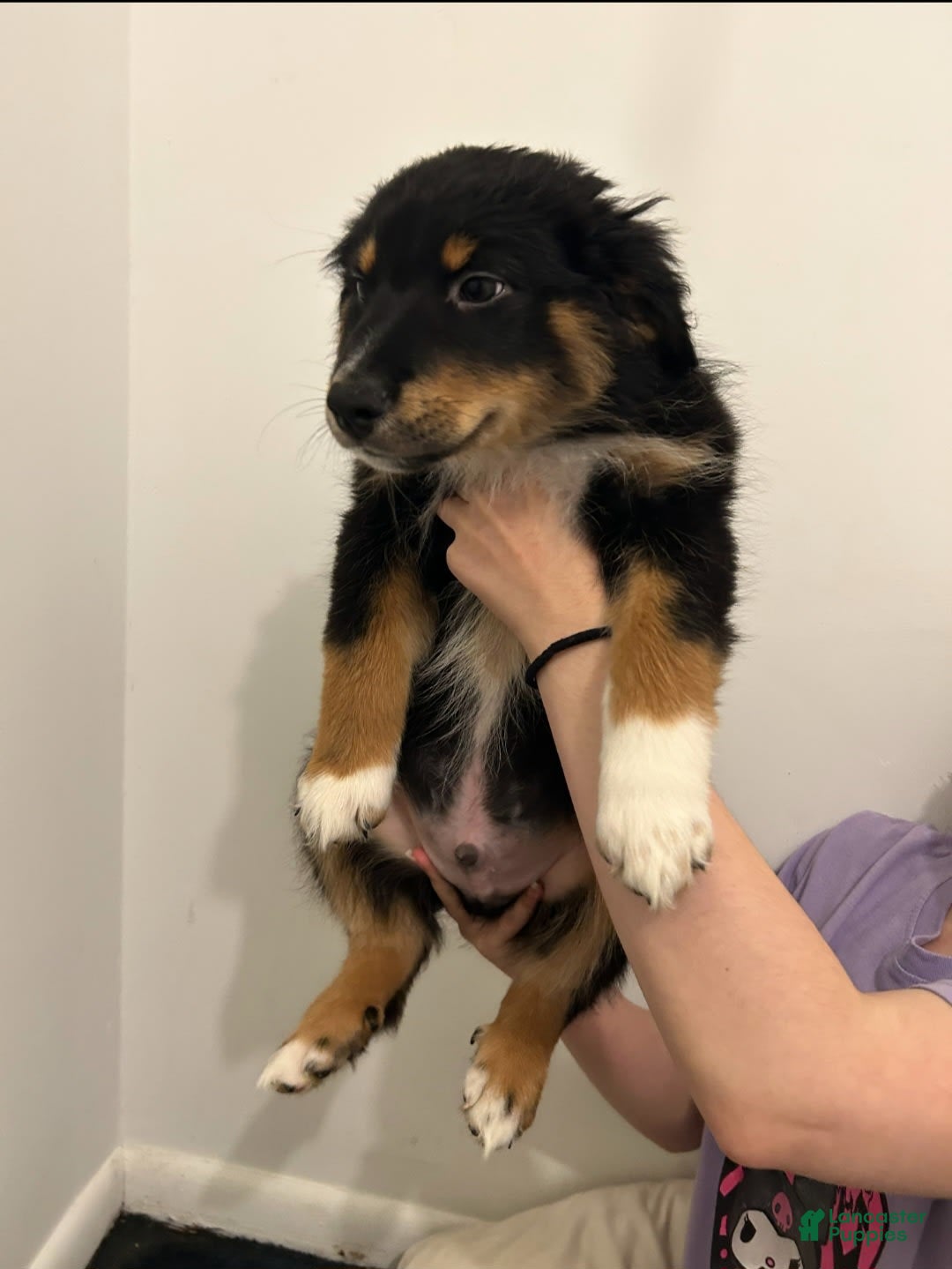 Australian Shepherd dogs for sale: Nubby Fully Vaccinated - Image 10