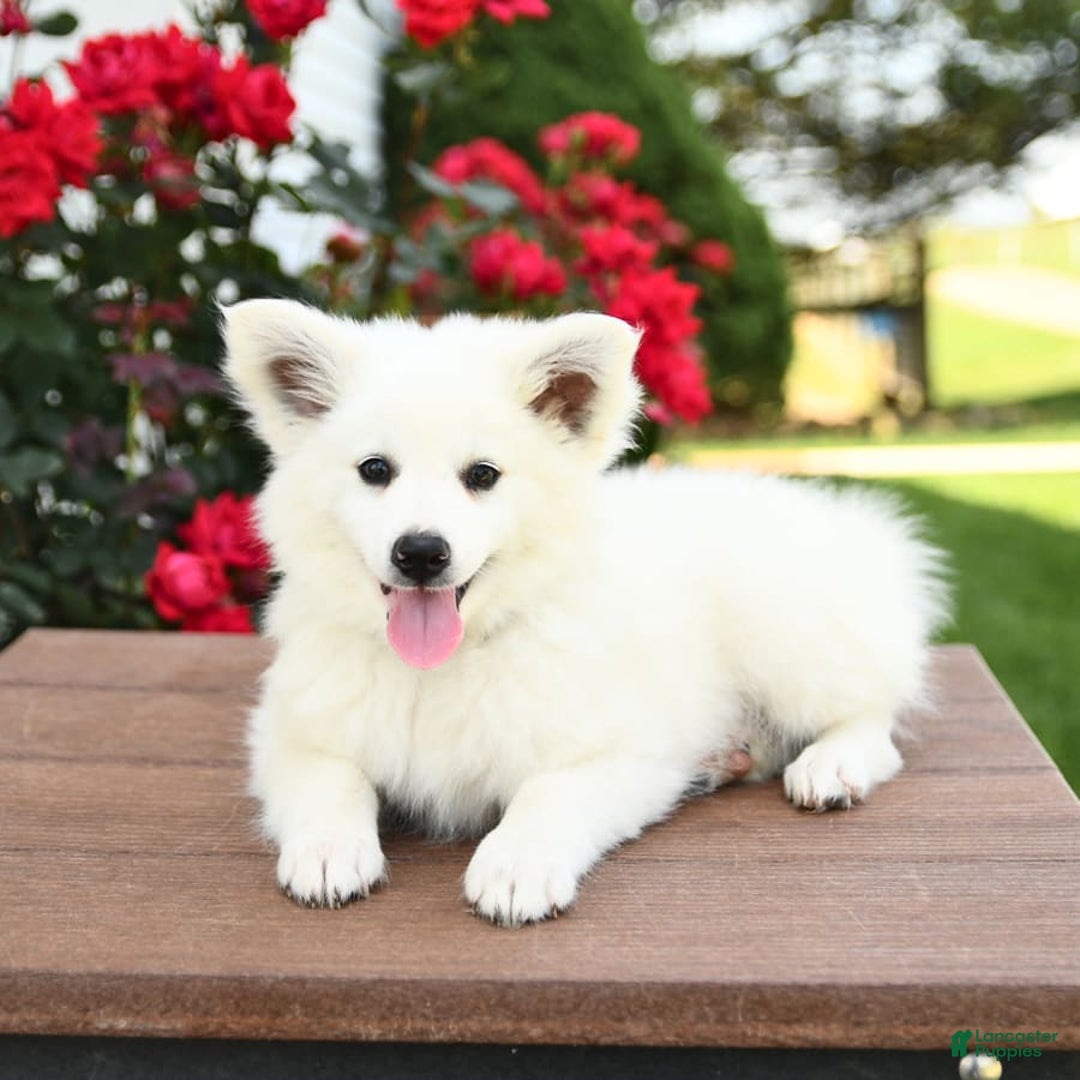 American Eskimo dogs for sale: Moonlight - Image 3